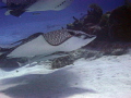  These creatures sea are my favorite. 20 years diving this first time was close spotted eagle ray. picture taken Columbia Shallows Cozumel Mexico favorite ray  